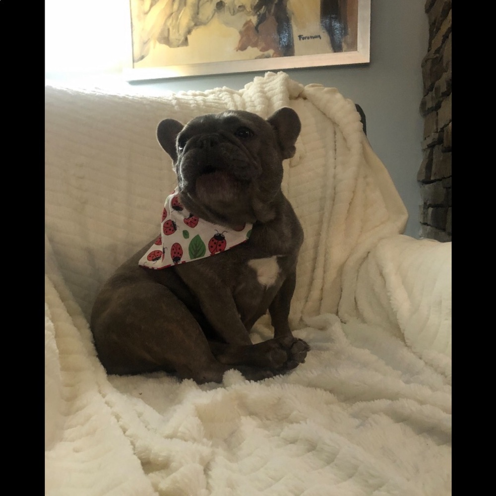 Pet bandanna - Picture 8 of 10